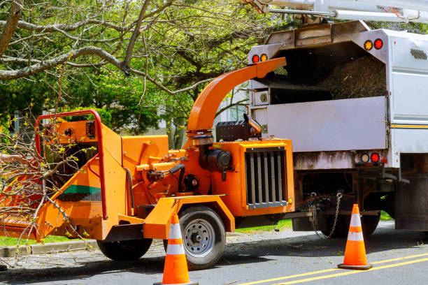 Best Tree Disease Treatment  in Coconut Creek, FL