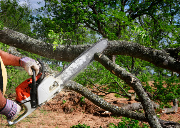 How Our Tree Care Process Works  in  Coconut Creek, FL